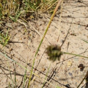 Eleusine tristachya at O'Malley, ACT - 20 Nov 2020 11:43 PM