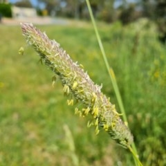 Phalaris aquatica (Phalaris, Australian Canary Grass) at O'Malley, ACT - 20 Nov 2020 by Mike