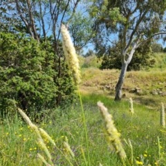 Phalaris aquatica at O'Malley, ACT - 20 Nov 2020