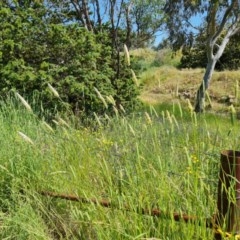 Phalaris aquatica at O'Malley, ACT - 20 Nov 2020