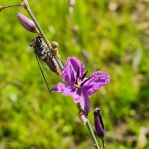 Arthropodium fimbriatum at O'Malley, ACT - 20 Nov 2020 11:56 AM