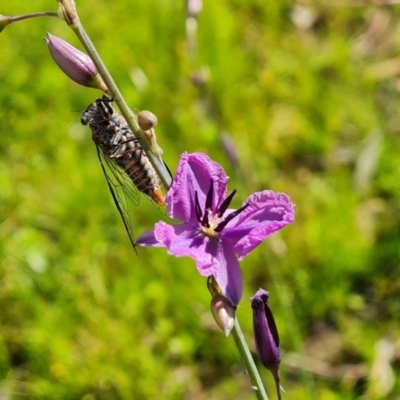 Arthropodium fimbriatum (Nodding Chocolate Lily) at Mount Mugga Mugga - 20 Nov 2020 by Mike
