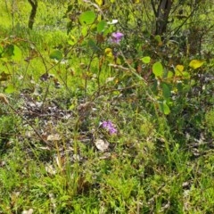 Arthropodium fimbriatum at O'Malley, ACT - 20 Nov 2020 11:56 AM