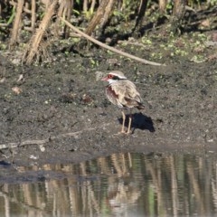 Charadrius melanops (Black-fronted Dotterel) at Wodonga, VIC - 20 Nov 2020 by Kyliegw