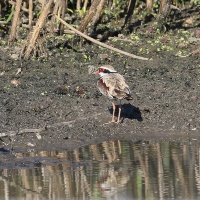 Charadrius melanops (Black-fronted Dotterel) at Wodonga, VIC - 20 Nov 2020 by Kyliegw