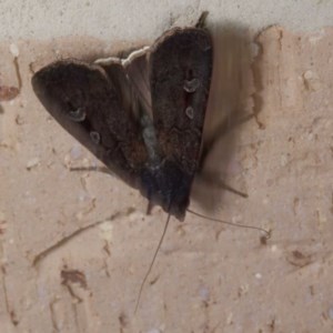 Agrotis infusa at Harrison, ACT - 20 Nov 2020