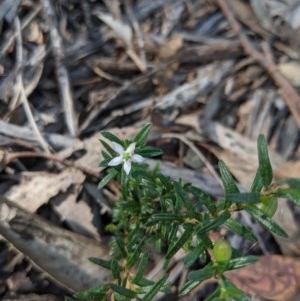 Rhytidosporum procumbens at Currawang, NSW - suppressed