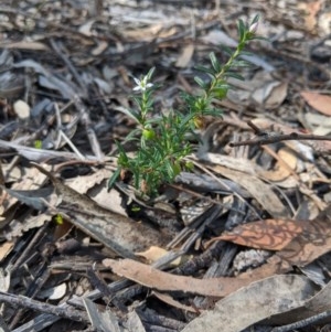 Rhytidosporum procumbens at Currawang, NSW - suppressed