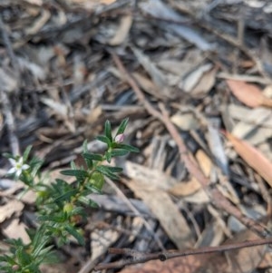 Rhytidosporum procumbens at Currawang, NSW - suppressed