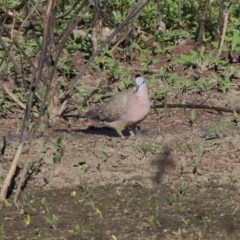 Spilopelia chinensis (Spotted Dove) at Wodonga, VIC - 20 Nov 2020 by Kyliegw