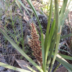 Lomandra longifolia at Conder, ACT - 20 Oct 2020 08:37 AM