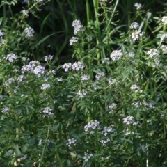 Rorippa nasturtium-aquaticum (Watercress) at West Wodonga, VIC - 14 Nov 2020 by Kyliegw