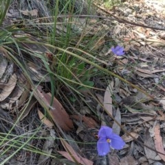 Patersonia sericea var. sericea at Currawang, NSW - 19 Nov 2020