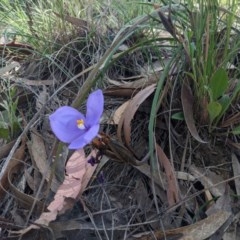 Patersonia sericea var. sericea at Currawang, NSW - 19 Nov 2020