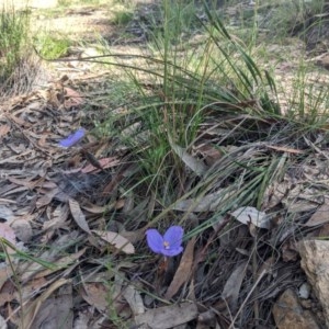 Patersonia sericea var. sericea at Currawang, NSW - 19 Nov 2020