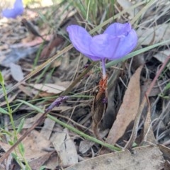 Patersonia sericea var. sericea at Currawang, NSW - 19 Nov 2020