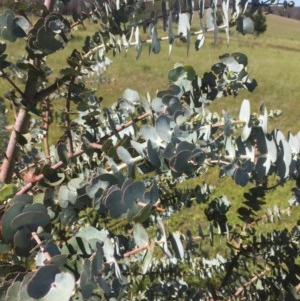 Eucalyptus pulverulenta at Peak View, NSW - 17 Nov 2020