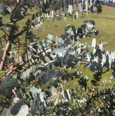 Eucalyptus pulverulenta (Silver-leafed Gum) at Peak View, NSW - 17 Nov 2020 by Hank