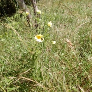 Potentilla recta at Fraser, ACT - 20 Nov 2020