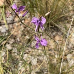 Arthropodium fimbriatum (Nodding Chocolate Lily) at Hughes, ACT - 20 Nov 2020 by KL