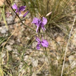 Arthropodium fimbriatum at Hughes, ACT - 21 Nov 2020 01:58 AM