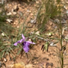 Arthropodium fimbriatum at Hughes, ACT - 21 Nov 2020