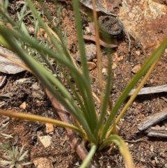 Arthropodium fimbriatum at Hughes, ACT - 21 Nov 2020