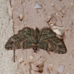 Chloroclystis catastreptes (Green and Brown Carpet) at Harrison, ACT - 20 Nov 2020 by DPRees125