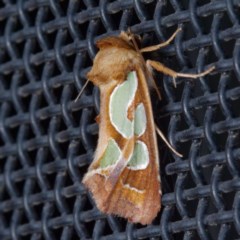 Cosmodes elegans (Green Blotched Moth) at Harrison, ACT - 20 Nov 2020 by DPRees125