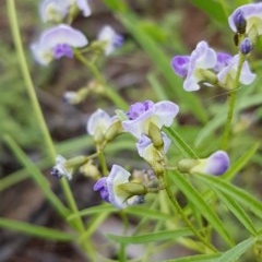 Glycine clandestina (Twining Glycine) at Bass Gardens Park, Griffith - 20 Nov 2020 by SRoss