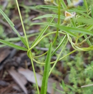 Glycine clandestina at Griffith, ACT - 21 Nov 2020