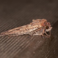 Agrotis infusa (Bogong Moth, Common Cutworm) at ANBG - 20 Nov 2020 by rawshorty