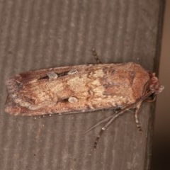 Agrotis infusa at Downer, ACT - 20 Nov 2020 11:40 PM