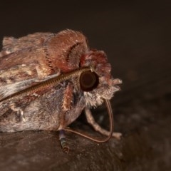 Agrotis infusa at Downer, ACT - 20 Nov 2020 11:40 PM