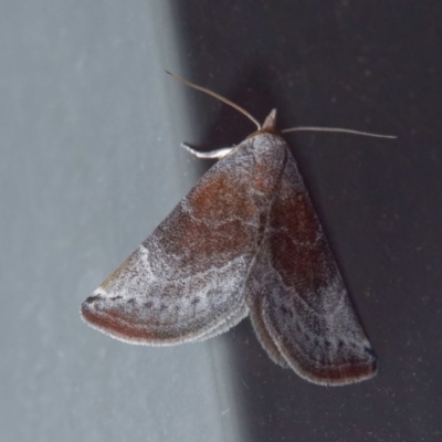 Mataeomera mesotaenia (Large Scale Moth) at Harrison, ACT - 18 Nov 2020 by DPRees125