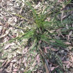 Poa pratensis (Kentucky Bluegrass) at Greenleigh, NSW - 21 Nov 2020 by LyndalT