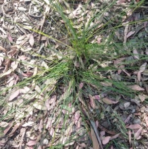 Poa pratensis at Greenleigh, NSW - 21 Nov 2020