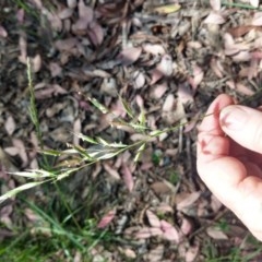 Rytidosperma sp. (Wallaby Grass) at Greenleigh, NSW - 21 Nov 2020 by LyndalT