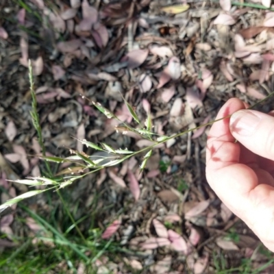 Rytidosperma sp. (Wallaby Grass) at Greenleigh, NSW - 20 Nov 2020 by LyndalT