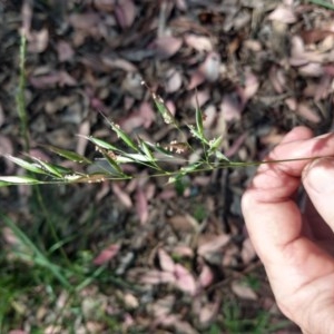 Rytidosperma sp. at Greenleigh, NSW - 21 Nov 2020