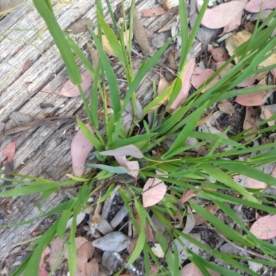 Ehrharta erecta (Panic Veldtgrass) at Greenleigh, NSW - 21 Nov 2020 by LyndalT