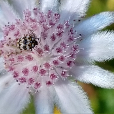 Anthrenus verbasci (Varied or Variegated Carpet Beetle) at Greenleigh, NSW - 20 Nov 2020 by LyndalT