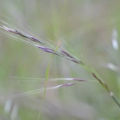 Nassella neesiana (Chilean Needlegrass) at Wamboin, NSW - 19 Nov 2020 by natureguy