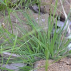 Nassella neesiana at Wamboin, NSW - 20 Nov 2020