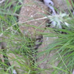 Nassella neesiana at Wamboin, NSW - 20 Nov 2020