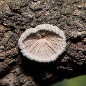 Schizophyllum commune at Acton, ACT - 20 Nov 2020 01:55 AM