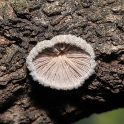 Schizophyllum commune (Split Gill Fungus) at Acton, ACT - 19 Nov 2020 by Tim L