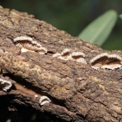 Schizophyllum commune at Acton, ACT - 20 Nov 2020 01:55 AM