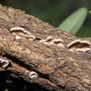 Schizophyllum commune at Acton, ACT - 20 Nov 2020