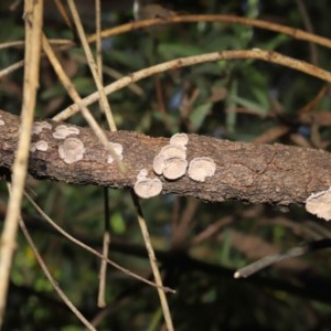 Schizophyllum commune at Acton, ACT - 20 Nov 2020 01:55 AM